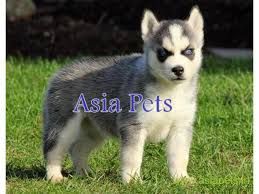 We have the best quality siberian husky puppies for you. Siberian Husky Puppy Price In Vijayawada Siberian Husky Puppy For Sale In Vijayawada