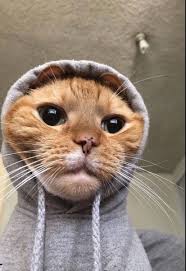 Wallpaper Gato Com Moletom Cinza Cute Animals Cute Baby Animals Baby Animals