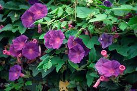 If you buy a flowering vine in a container, read about it before you dig. The Fastest Growing Climbers Vines