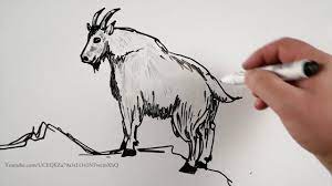 Download or print drawing mountain goat coloring pages for free plus other related mountain you can also do online coloring for drawing mountain goat coloring pages directly from your ipad, tab or. How To Draw Rocky Mountain Goat On A Whiteboard Youtube