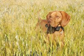Check spelling or type a new query. Collier De Dressage Chien Criteres De Choix Et Prix Ooreka