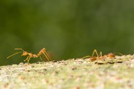 Image result for tbn:ekRZeqiUkU8b5M::www.hormiga.org/fondosescritorio/wallpapers/Paisajes-y-naturaleza/fotos/Paisajes-22.jpg