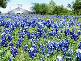 Check spelling or type a new query. How Texas Winter Storm Could Affect 2021 Bluebonnets And Wildflowers Culturemap Dallas