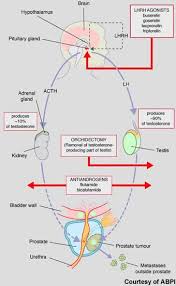 Pin On Prostate Cancer