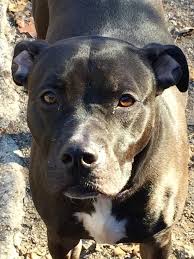 Maybe you would like to learn more about one of these? Dog For Adoption Diamond A Pit Bull Terrier In Richmond Va Petfinder
