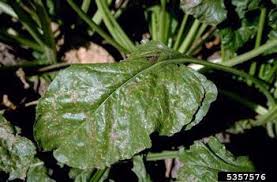 Image result for Pycnospora