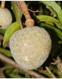 Costs may approach 50 percent more than an average chemical. Ramphal Fruit Tree à¤«à¤² à¤• à¤ª à¤¡ à¤« à¤° à¤Ÿ à¤Ÿ à¤° In Rajahmundry Plants Ship Id 13986197330