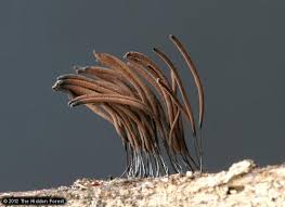 Image result for Stemonitis fusca