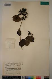 Image result for Crossopteryx febrifuga