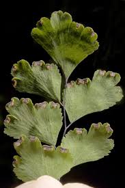 Image result for Adiantum soboliferum