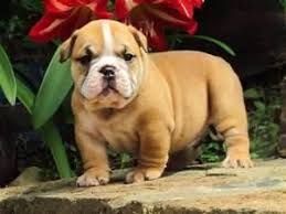 We breed to the bulldog breed standard, and ensure soundness of health, correct temperament and show quality. English Bulldog Puppies For Sale Manchester Nh 154796