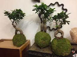 Lo sai che i bonsai volano? I Saponi Artistici Benvenuti Su Giudittan5