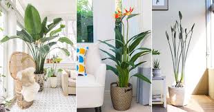 Maybe you would like to learn more about one of these? 5 Best Bird Of Paradise Types You Can Grow Indoors