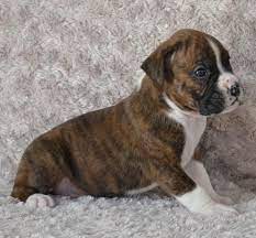 Advertise, sell, buy and rehome boxer dogs and puppies with pets4homes. Boxer Puppies For Sale Baltimore Md 130339 Petzlover