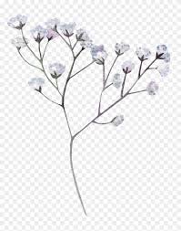 White Flower Png Transparent Dried Flowers Png Clipart 311544 Pikpng Common daisy daisy family flower, flower png. transparent dried flowers png clipart