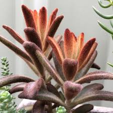 Kalanchoe Tomentosa Dorothy Brown In The Gardentags Plant Encyclopedia Plants Cacti And Succulents Flower Pots