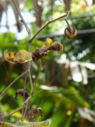 Image result for Manihot glaziovii