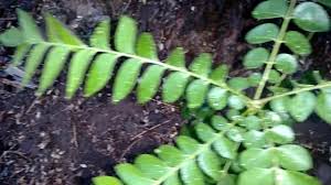 A case in point is steam and a decoction of neem leaves and ginger that is going viral as a cure for coronavirus. Curry Tree Curry Leaves Plant Curry Leaf Plant Trees To Plant Plants