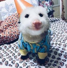 Birthday Party Possum Awesome Possum Baby Possum Cute Animals