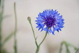 Pin On Cornflowers The Symbol Of Hope And Courage For Mnd