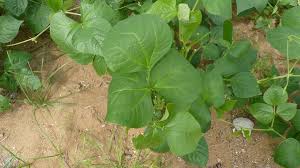 Image result for Vigna unguiculata