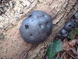 In some cases, older black knots will turn white or. Fungi