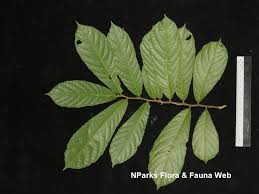 Image result for Antiaris