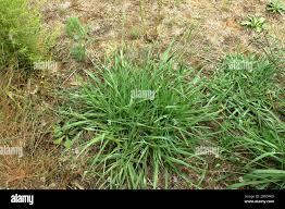 Image result for Urochloa brizantha