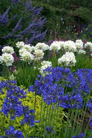 Image result for Agapanthus campanulatus