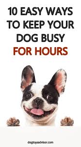 10 Ways To Keep Your Dog Busy For Hours Dog Enrichment Dog Toys Best Pet Dogs