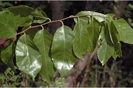 Image result for Homalium dentatum