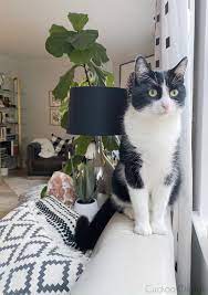 How To Get Cats To Stop Scratching Furniture Cat Scratching Furniture Stop Cat Scratching Furniture Cats