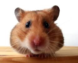 Naturally found in arid areas, the syrian. Hamster Facts Diet Habits Types Of Hamsters Live Science