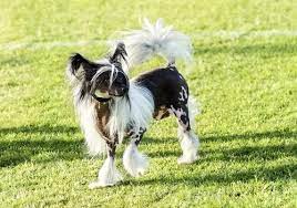 hunderasse chinesischer schopfhund chinesischer schopfhund schopfhund hunderassen liste