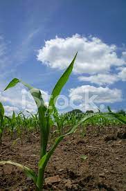 You can easily make tall cornstalk decorations for your halloween or fall celebrations and parties. Baby Corn Stalks Stock Photos Freeimages Com
