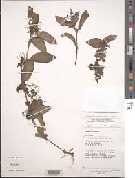 Image result for Floscopa glomerata