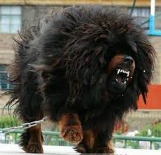 Angry Tibetan Mastiffs Google Search Mastino Tibetano Animali Simpatici Animali