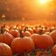 Pumpkin Patch Family Fun Festival event image
