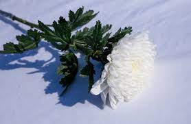 We did not find results for: Hanakotoba The Secret Meanings Behind 9 Flowers In Japan