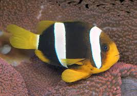 Clarkii Clownfish Amphiprion Clarkii Clarks Anemonefish