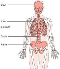 The back bone are loaded with impressive features that align with your needs. Back Bones Labeled Spine Anatomy Goodman Campbell Izuchite Relizy Lejbla Back Bone Babetten Afoot