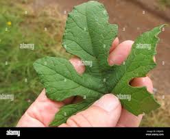 Image result for Coccinia adoensis