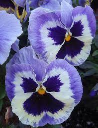 Pin By Charlotte Voitoff On Watercolor Pansies Flowers Pansies Purple Flowers