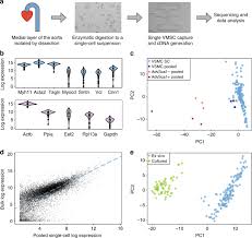 Smooth muscle vector illustration diagram, anatomical scheme with human gut. Disease Relevant Transcriptional Signatures Identified In Individual Smooth Muscle Cells From Healthy Mouse Vessels Nature Communications