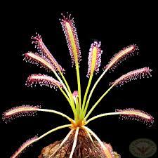 While they can conduct photosynthesis, they. Drosera Capensis Carnivorous Plant Nursery