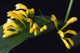 Image result for Corymborkis corymbis