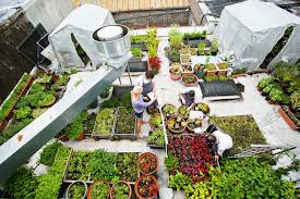 Birds Eye View Of A House Roof Bird S Eye View Of The Roof Garden Roof Garden Garden Birds Eye