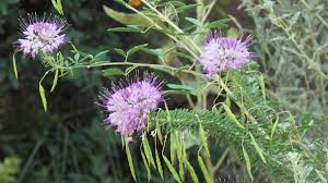 Image result for Cleomaceae