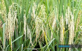 Berikut ini keluyuran telah merangkum jenis transportasi umum apa saja yang biasa digunakan di malaysia, khususnya untuk para wisatawan. 17 Varieti Benih Padi Diisytihar Kerajaan Sejak Tahun 2008 Utusan Borneo Online