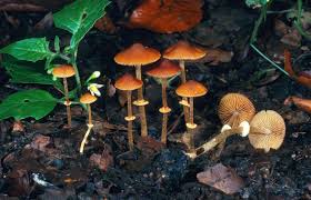 Yes, you can die from making a mistake. 7 Of The World S Most Poisonous Mushrooms Britannica